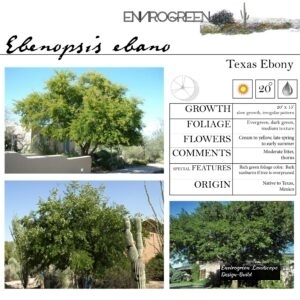 Ebenopsis-ebano-Texas-Ebony-scaled-1.jpg