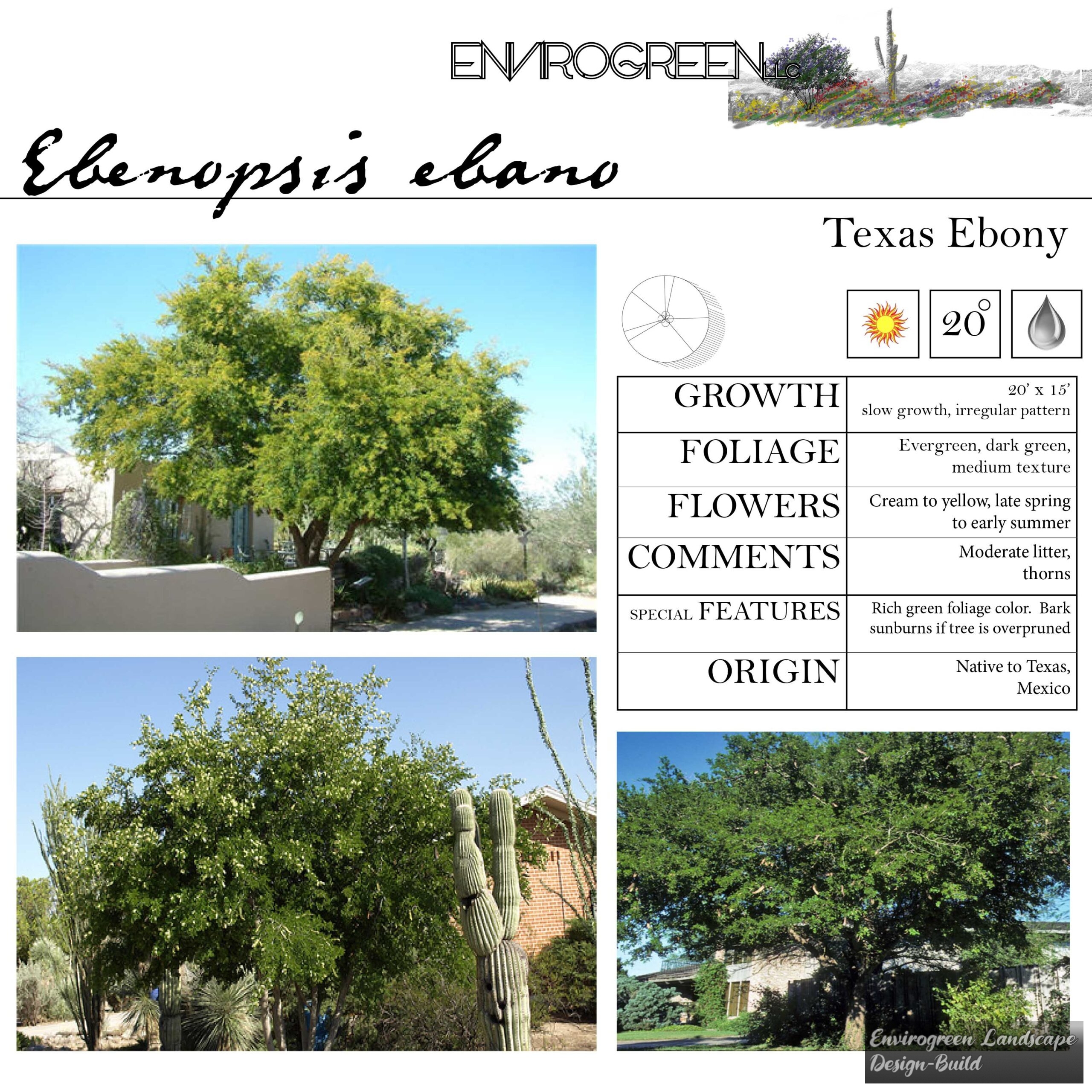 Ebenopsis ebano