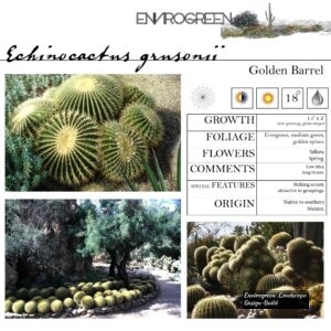 Echinocactus-grusonii-Golden-Barrell-Cactus-scaled-1.jpg