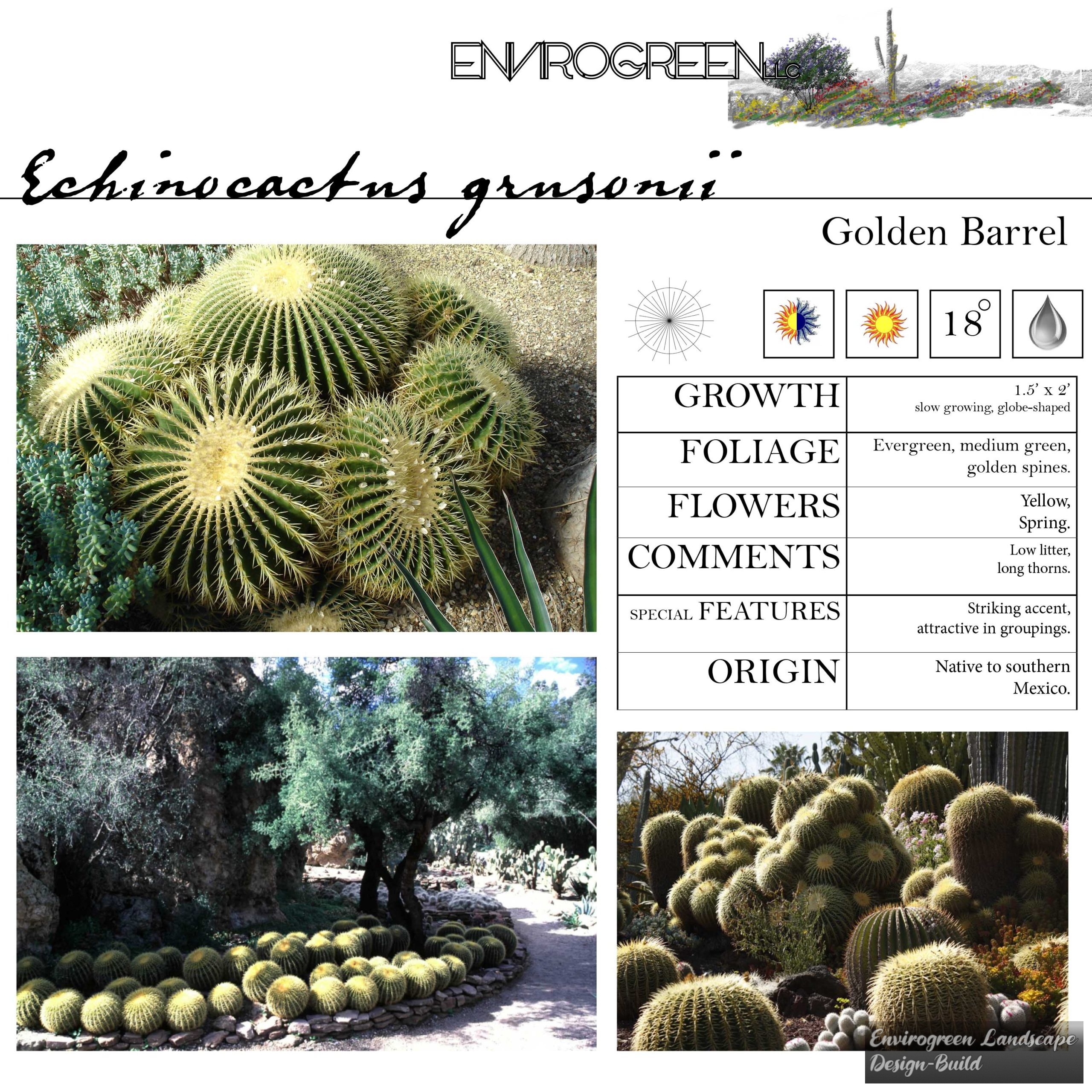 Golden Barrel