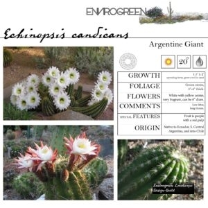 Echinopsis-candicans-Argentine-Giant-scaled-1.jpg