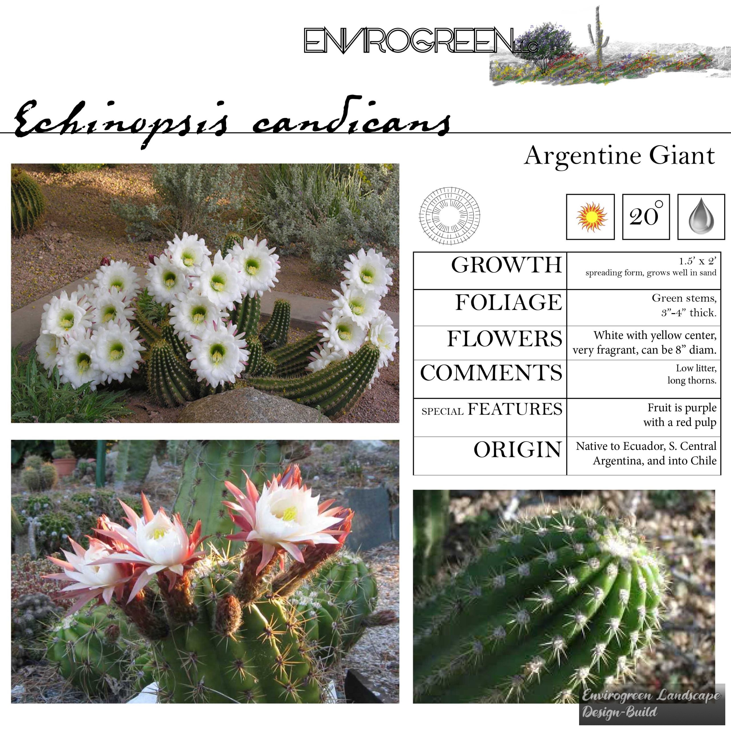 Argentine Giant