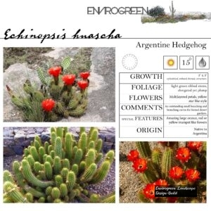 Echinopsis-huascha-Argentine-Hedgehog-scaled-1.jpg