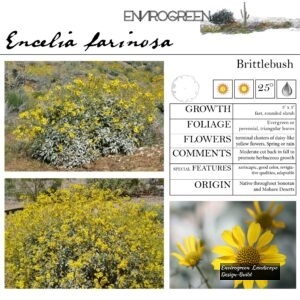 Encelia-Farinosa-Brittlebush-scaled-1.jpg