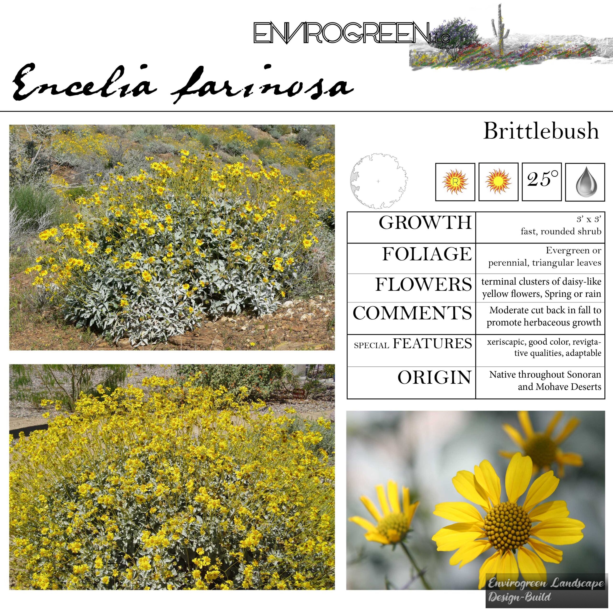 Encelia Farinosa