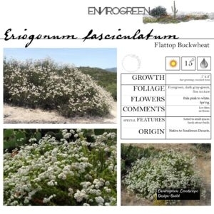 Eriogonum-fasciculatum-Flattop-Buckwheat-scaled-1.jpg