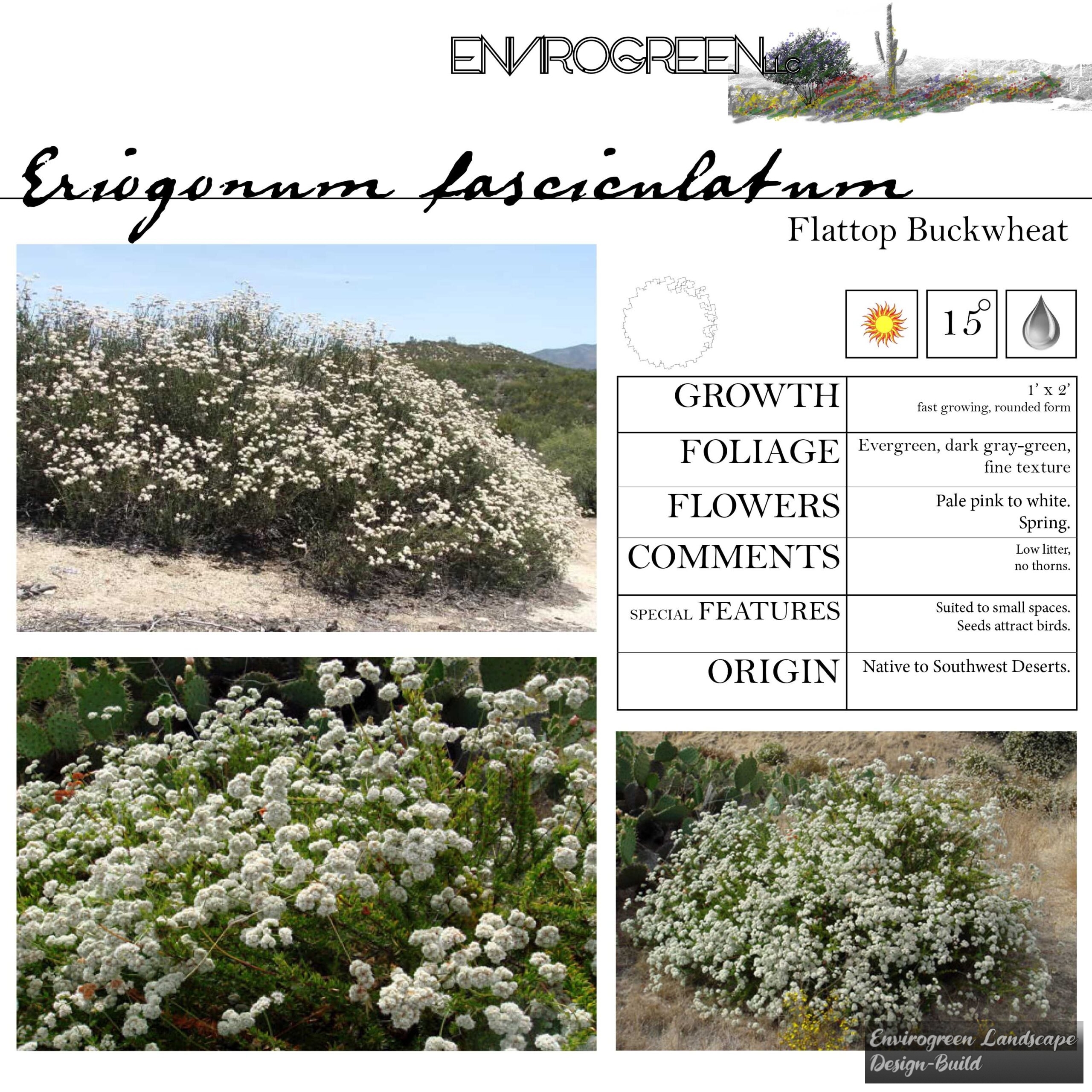 Eriogonum fasciculatum