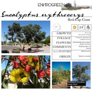 Eucalpytus-erythrocorys-Red-Cap-Gum-scaled-1.jpg