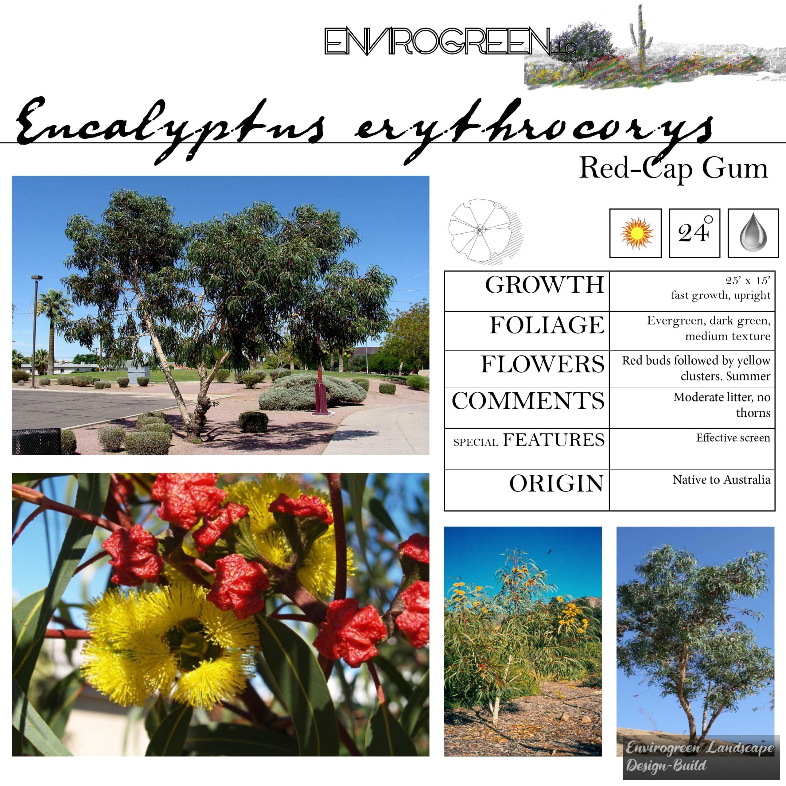 Eucalpytus erythrocorys
