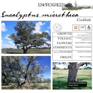 Eucalyptus-microtheca-Coolibah-scaled-1.jpg