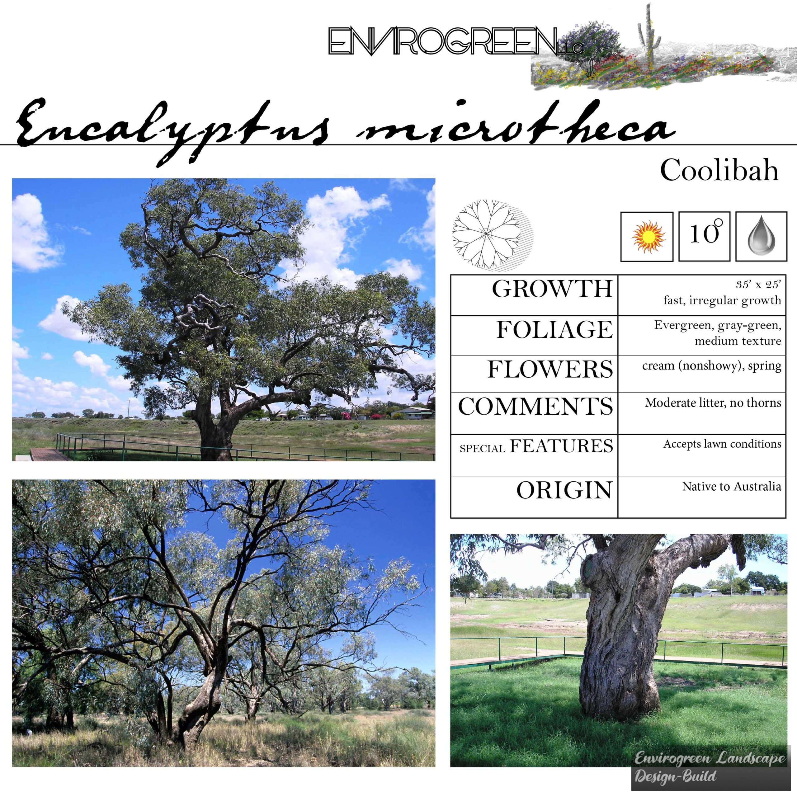 Eucalyptus microtheca