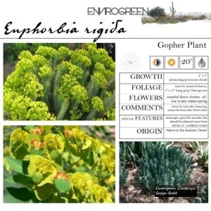 Euphorbia-rigida-Gopher-Plant-scaled-1.jpg