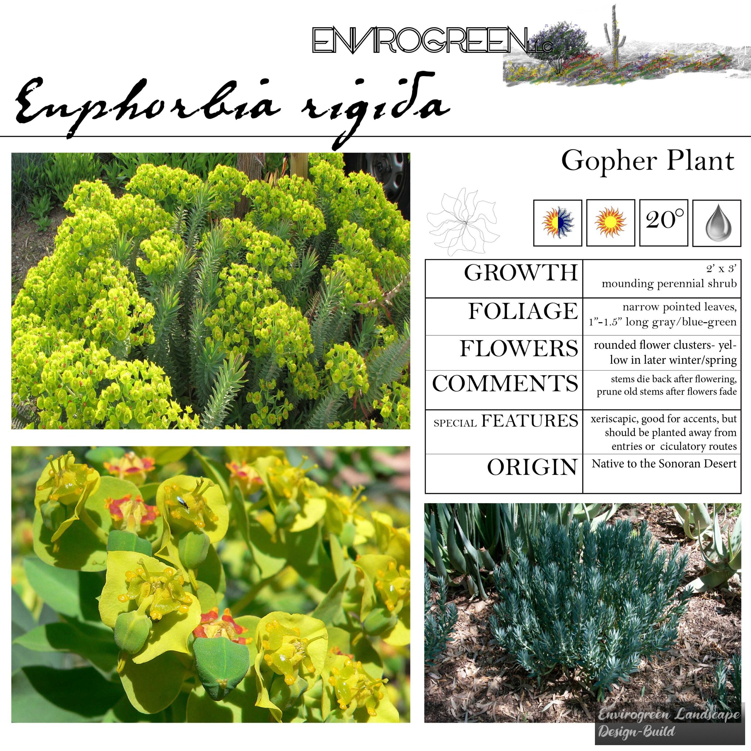 Euphorbia rigida