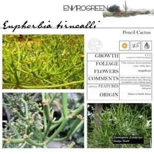 Euphorbia-tirucalli-Pencil-Cactus-scaled-1.jpg