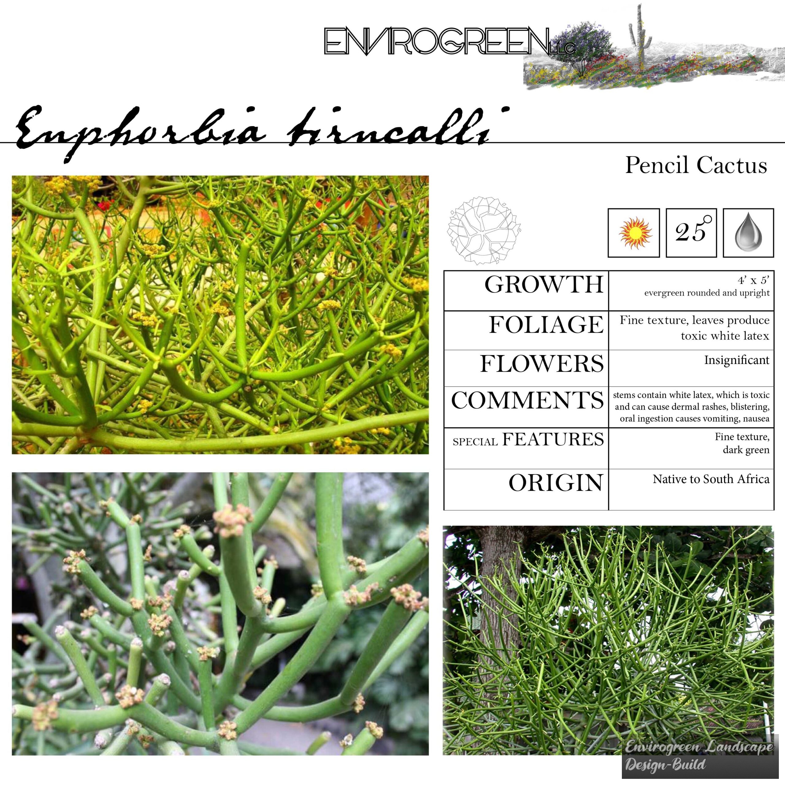 Euphorbia tirucalli