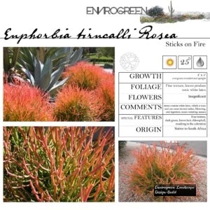 Euphorbia-tirucalli-_Sticks-on-Fire_-Sticks-on-Fire-scaled-1.jpg