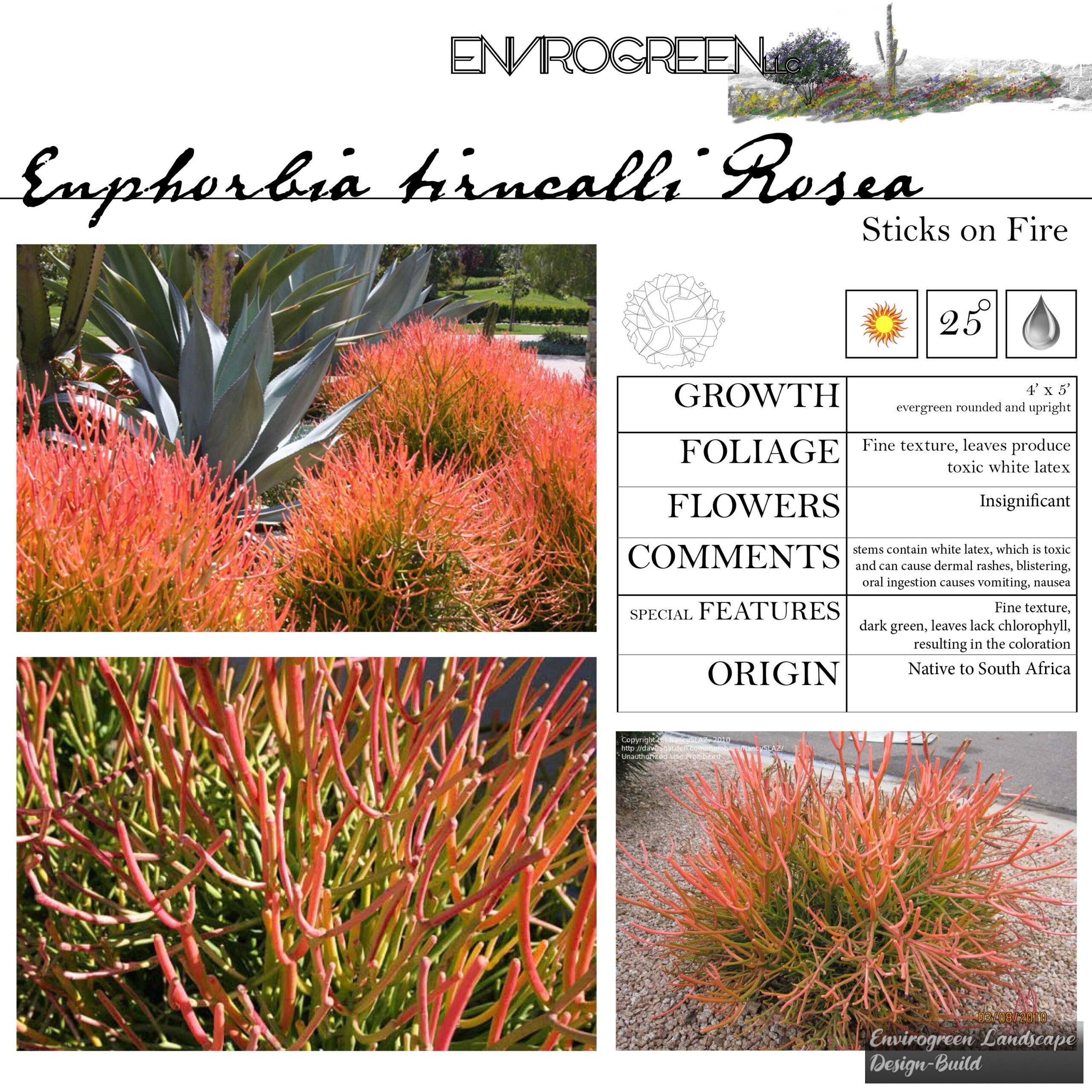 Euphorbia tirucalli Sticks on Fire
