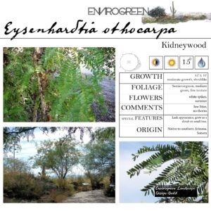Eysenhardtia-othocarpa-Kidneywood-scaled-1.jpg