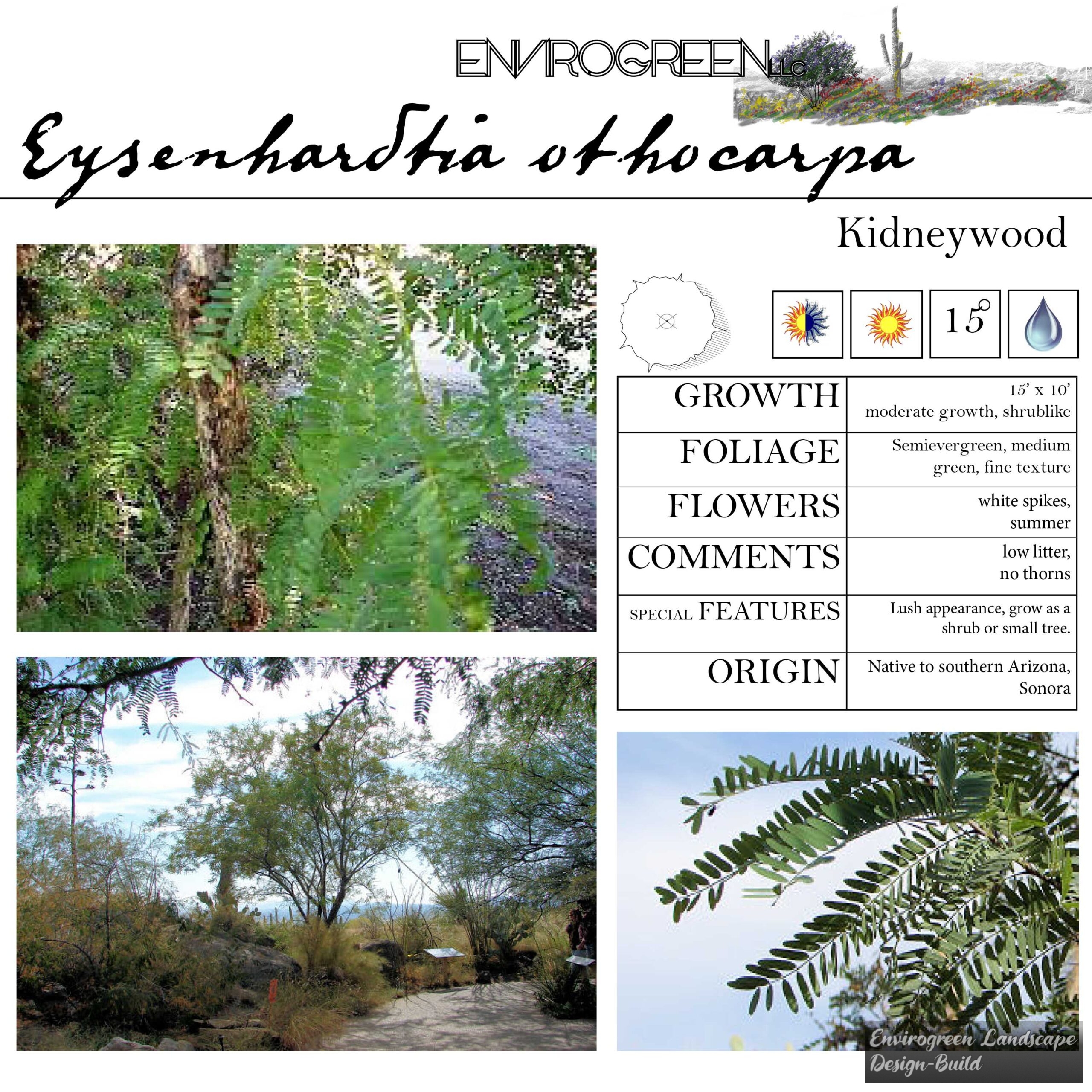 Eysenhardtia othocarpa