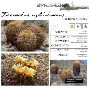 Ferocactus-cylindraceus-Red-Barrell-Cactus-scaled-1.jpg