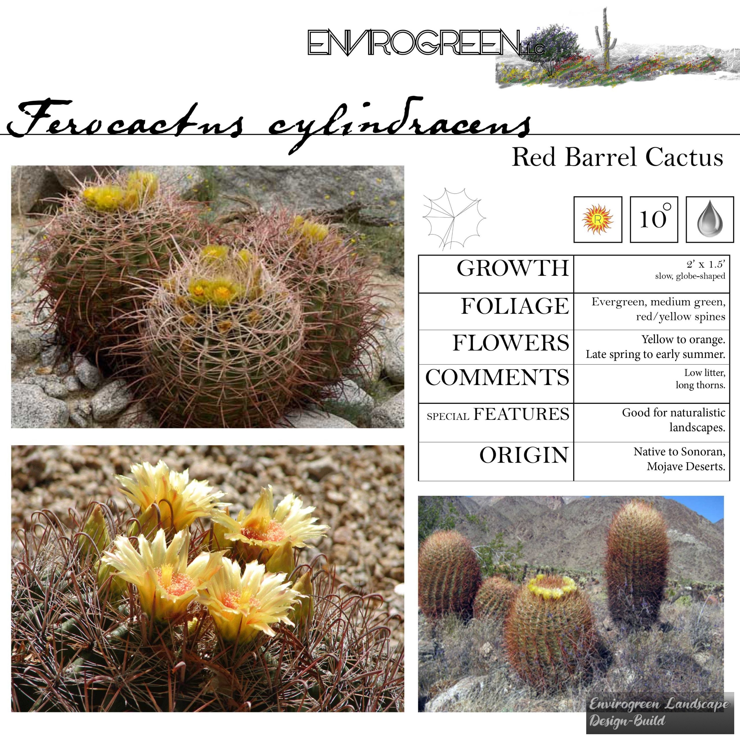 Red Barrel Cactus