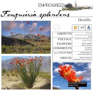 Ocotillo thumbnail
