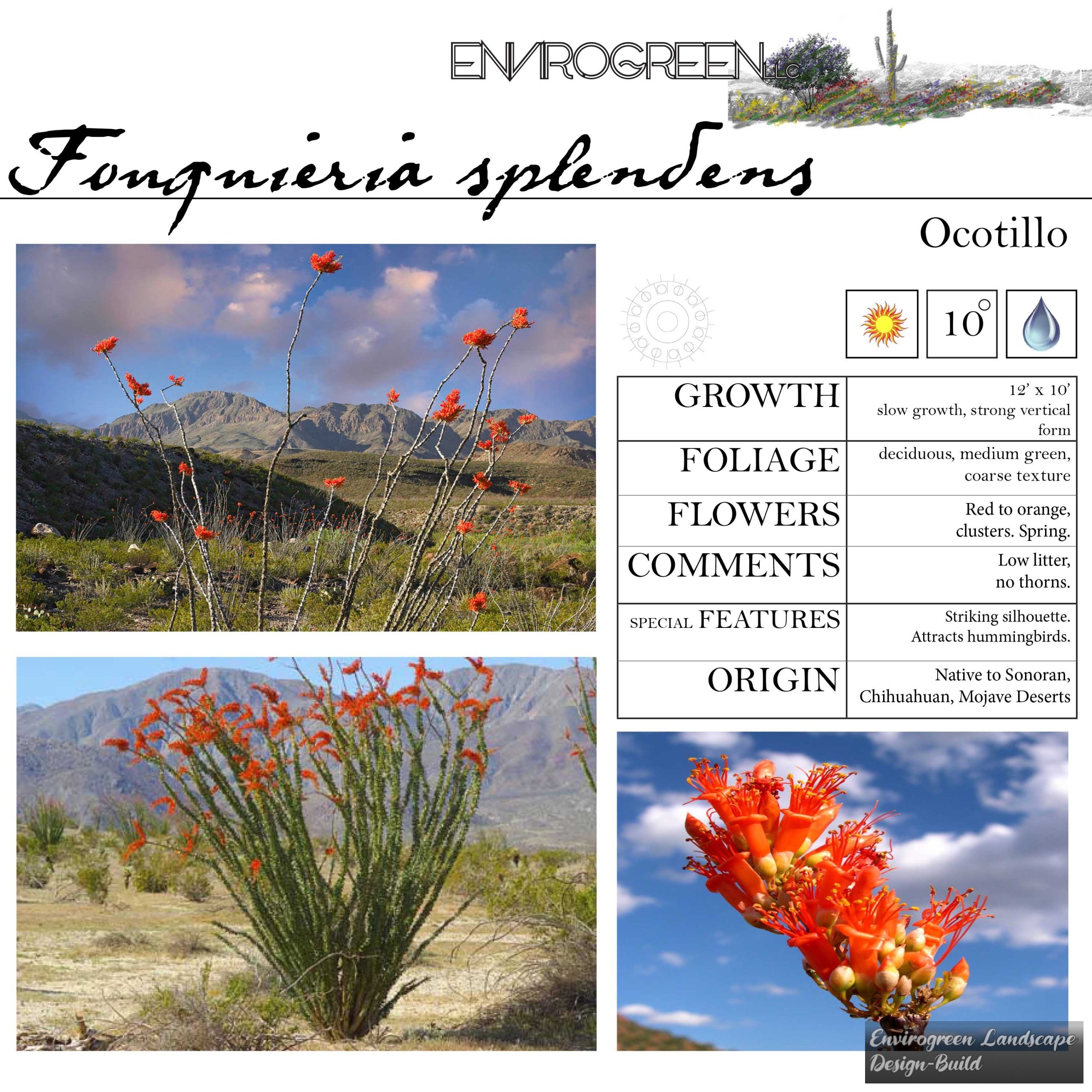 Ocotillo