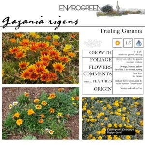 Gazania-rigens-Trailing-Gazania-scaled-1.jpg