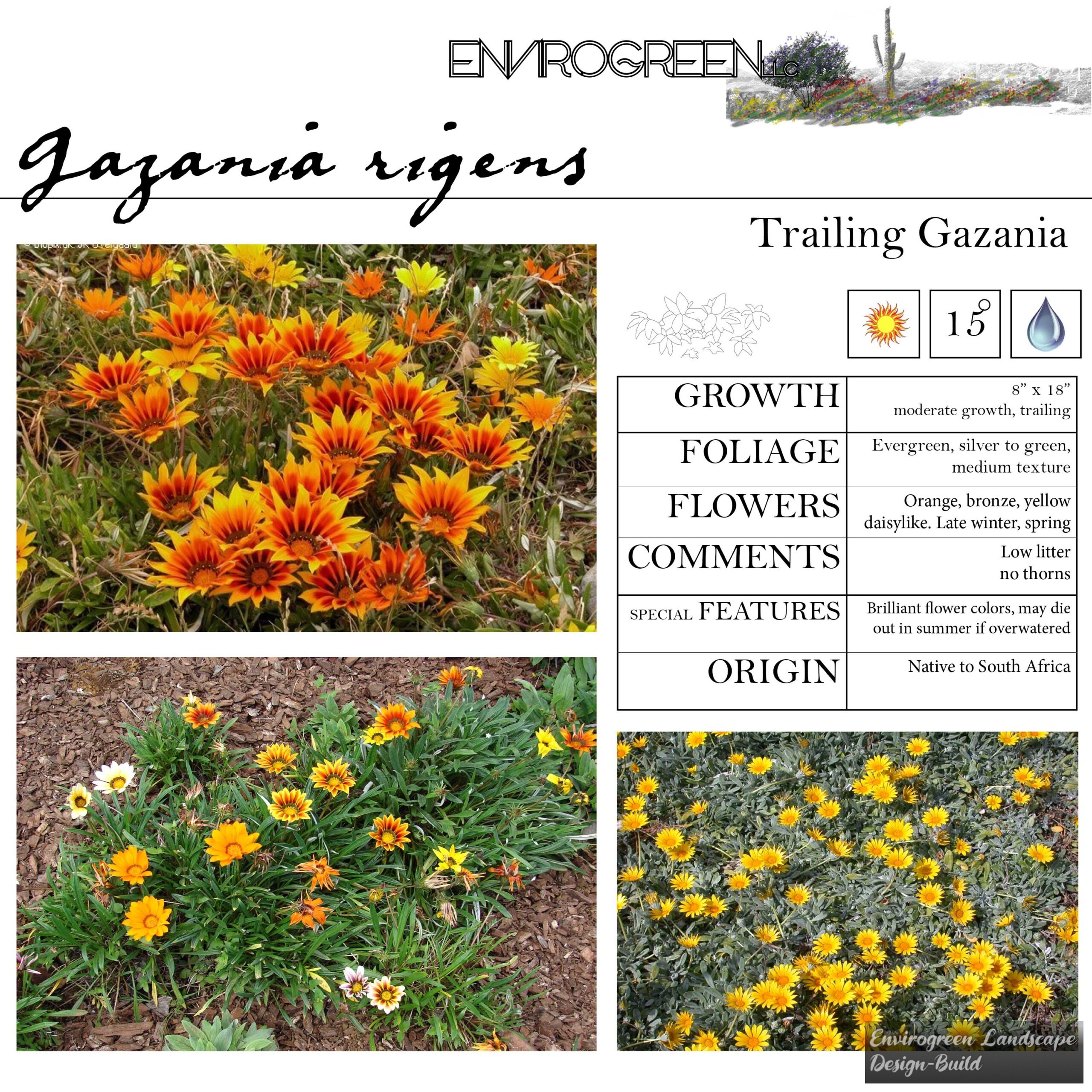 Gazania rigens