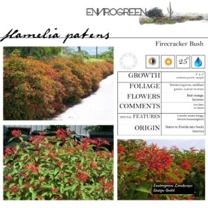 Hamelia-patens-Firecracker-Bush-scaled-1.jpg