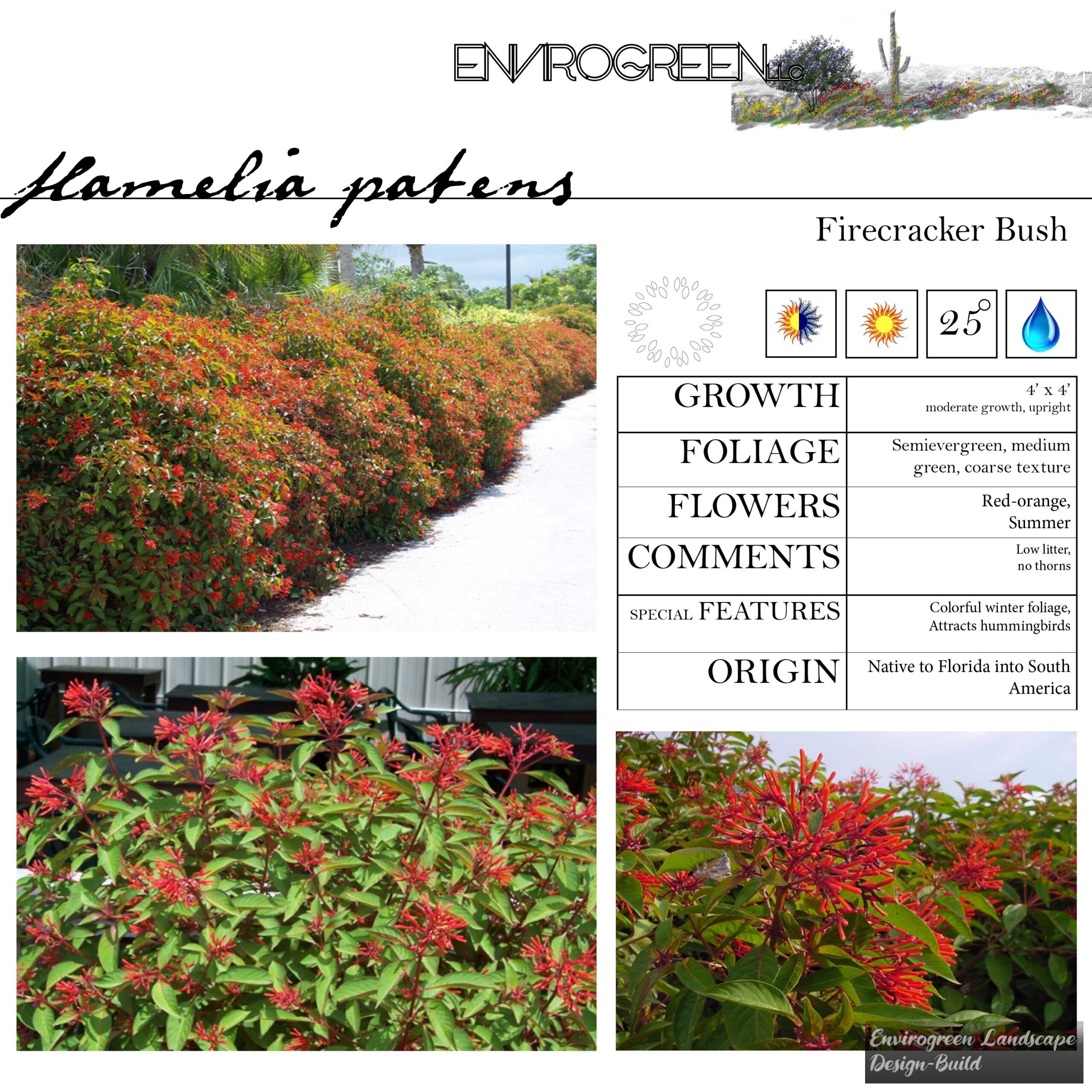 Hamelia patens