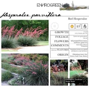 Hesperaloe-parviflora-Red-Hesperaloe-scaled-1.jpg