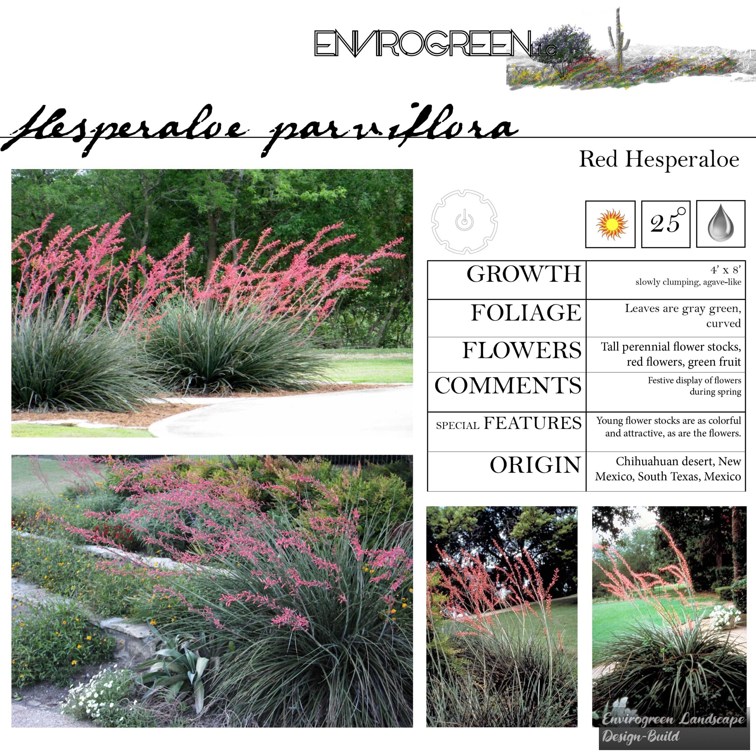 Hesperaloe parviflora