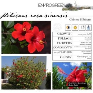 Hibiscus-rosa-sinensis-Chinese-Hibiscus-scaled-1.jpg