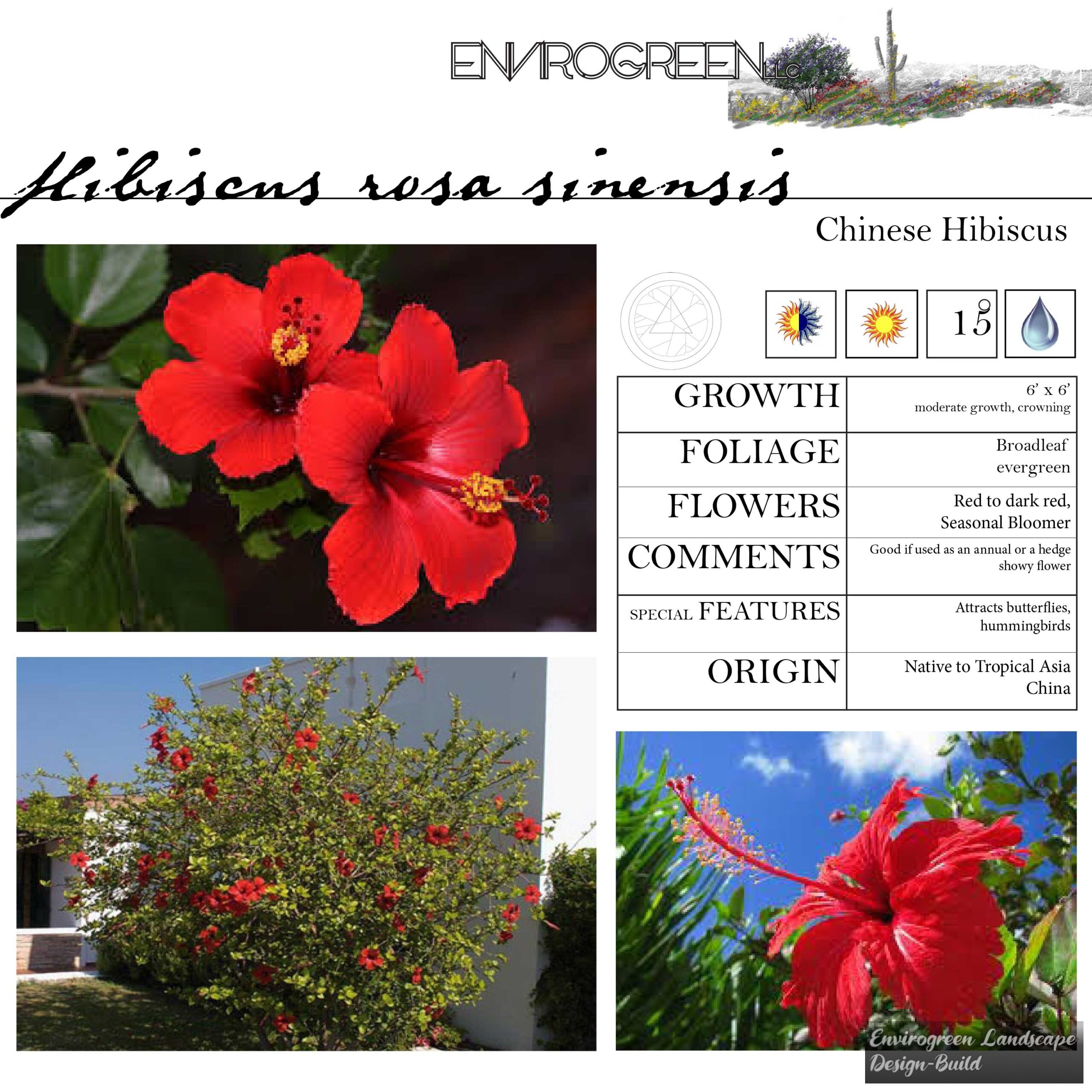 Hibiscus rosa-sinensis