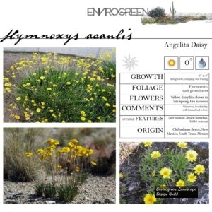 Hymnoxys-acaulis-Angelita-Daisy-scaled-1.jpg