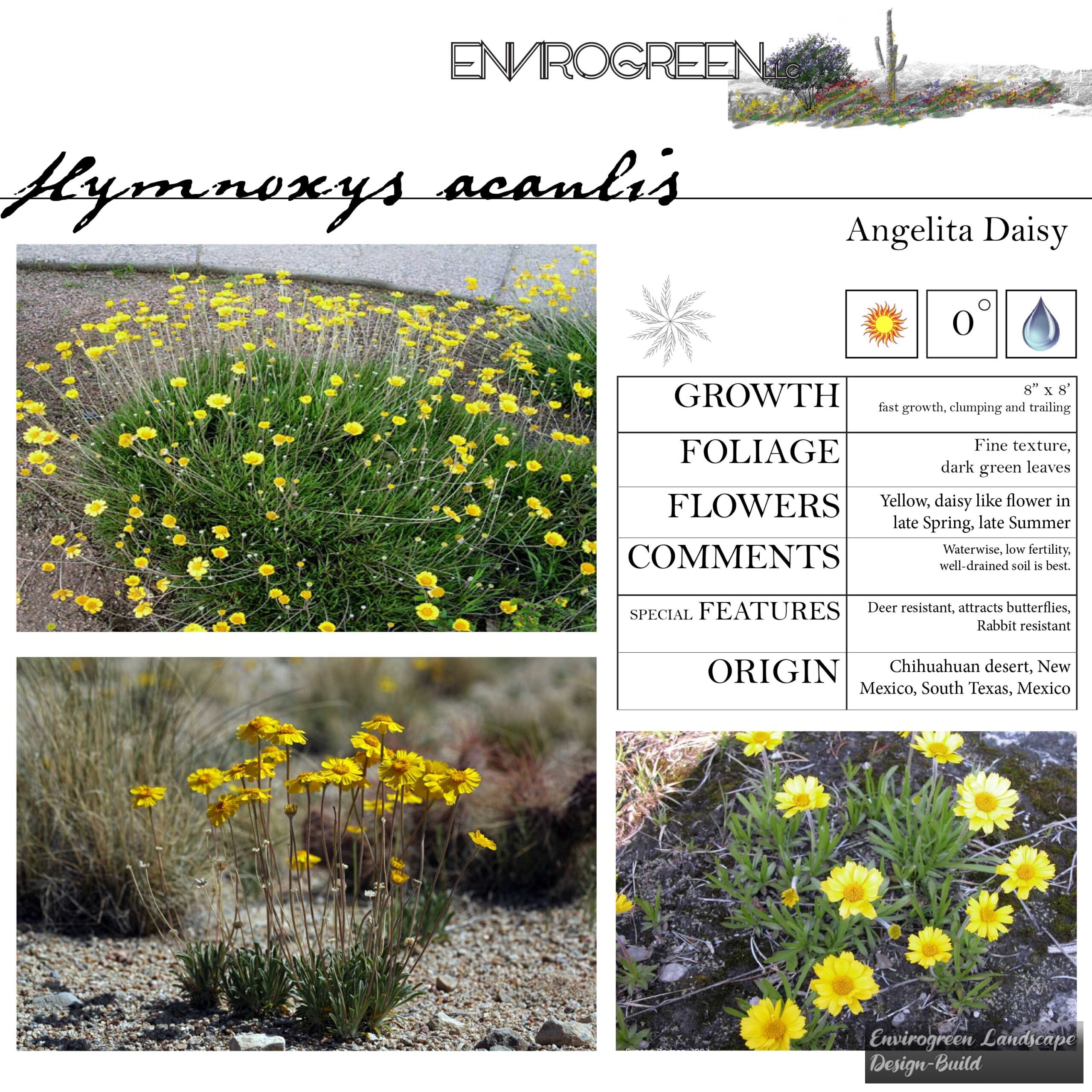 Hymnoxys acaulis