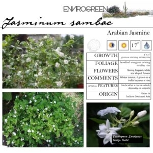 Jasminum-sambac-Arabian-Jasmine-scaled-1.jpg