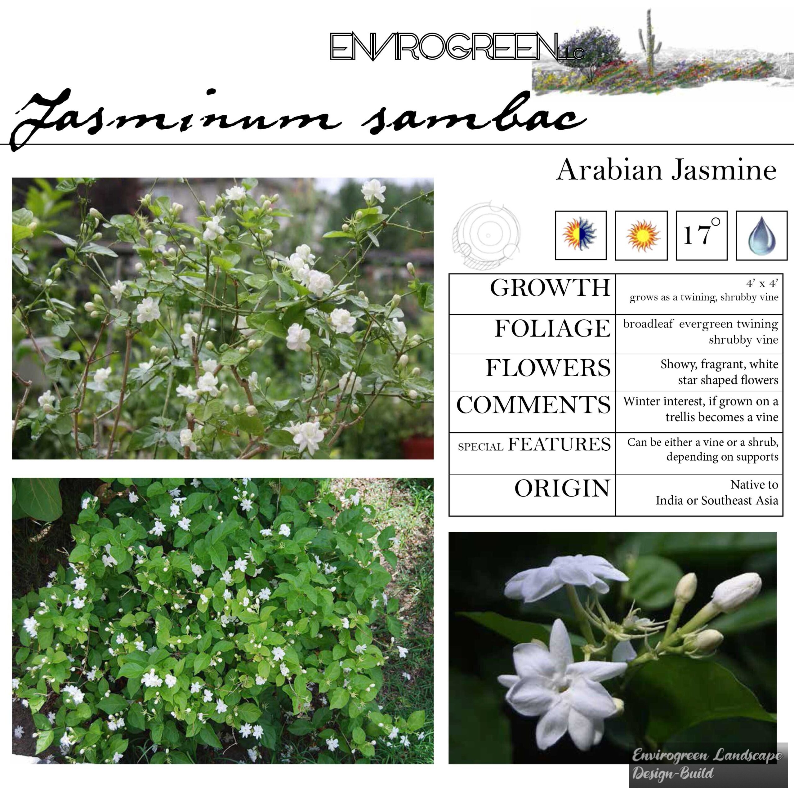 Jasminum sambac