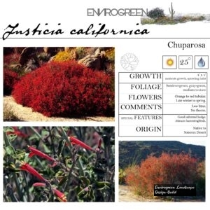Justicia-californica-Chuparosa-scaled-1.jpg
