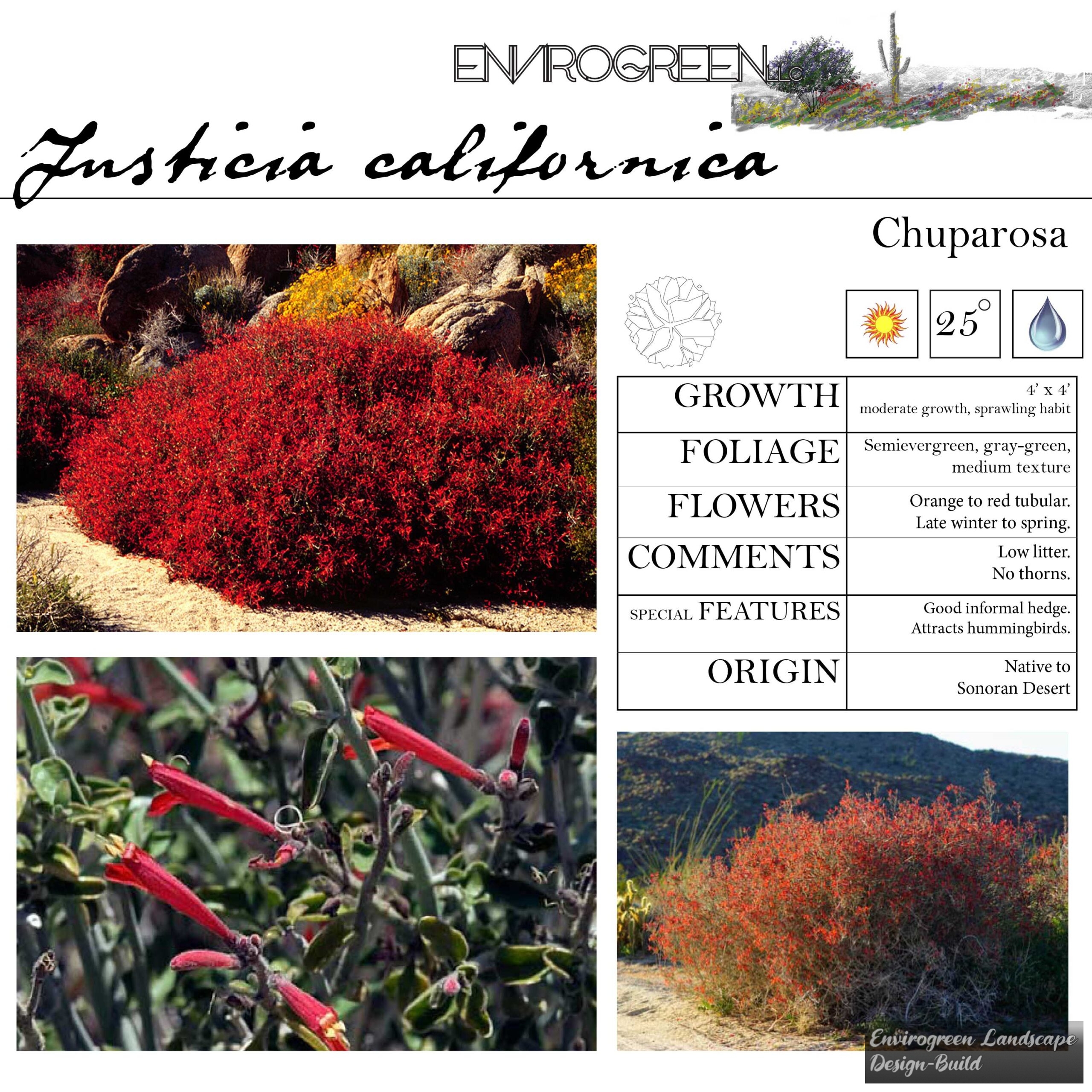 Justicia californica