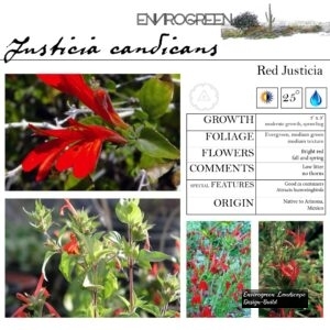 Justicia-candicans-Red-Justicia-scaled-1.jpg