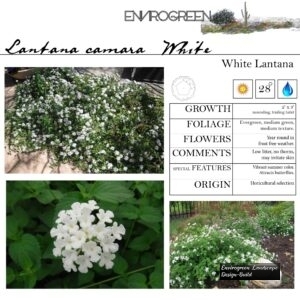 Lantana-camara-_White_-White-Lantana-scaled-1.jpg