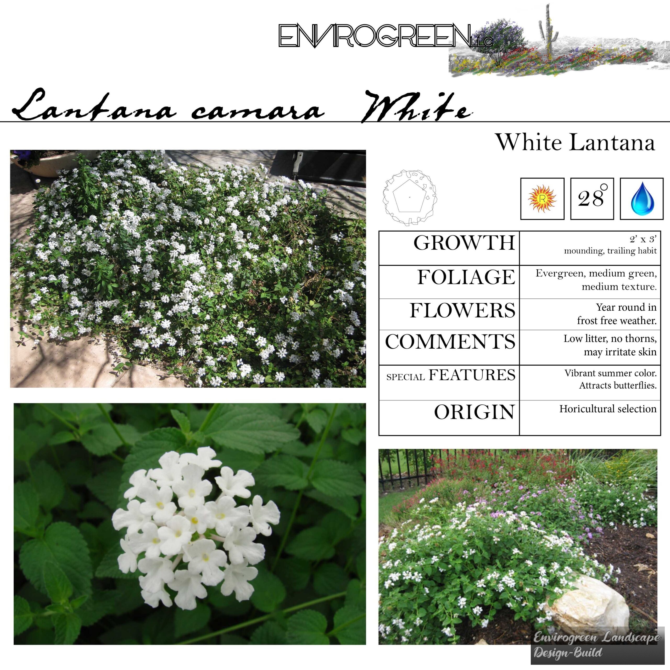 Lantana camara White