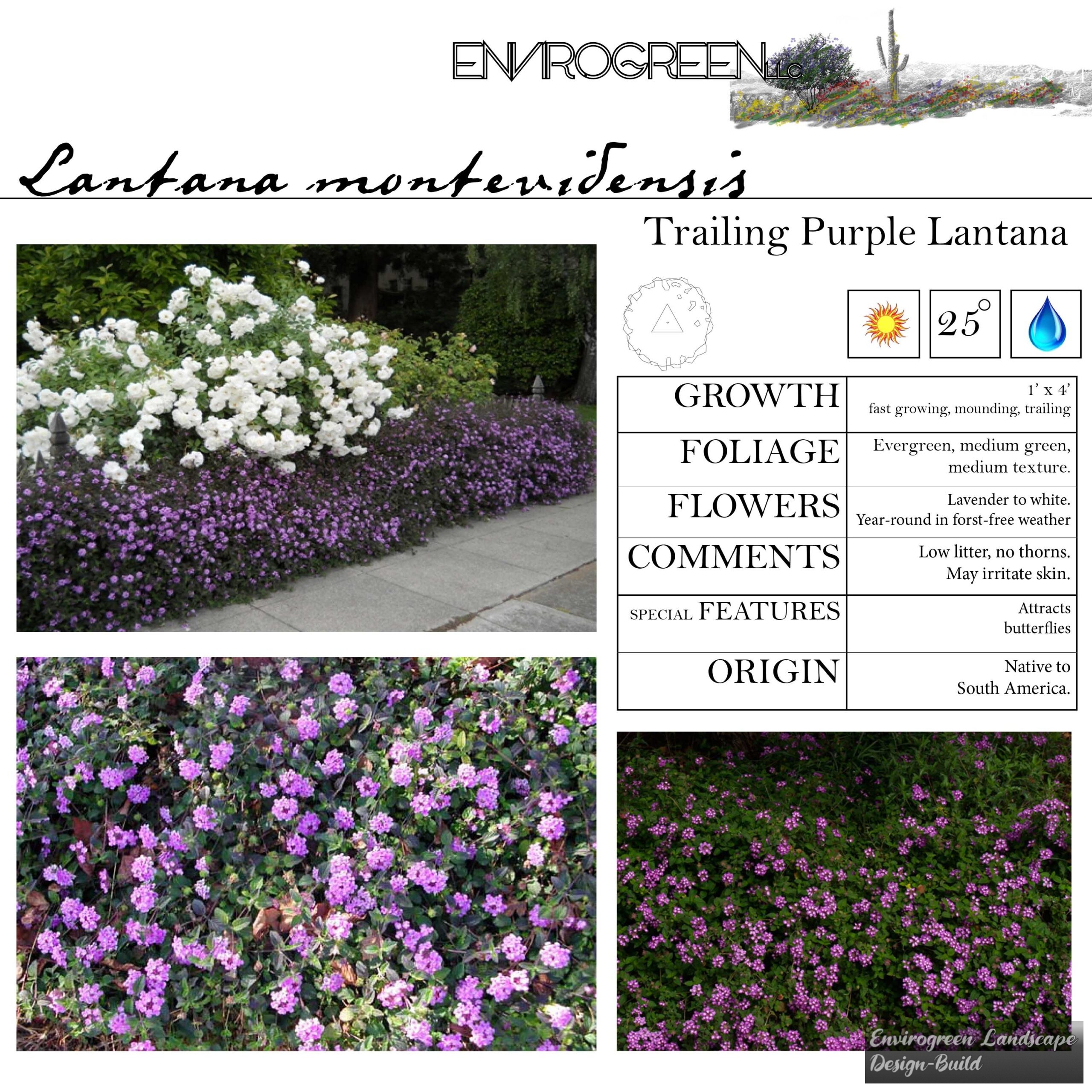 Lantana montevidensis