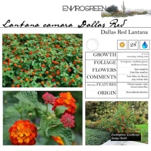 Lantana-x-_Dallas-Red_-Red-Lantana-scaled-1.jpg