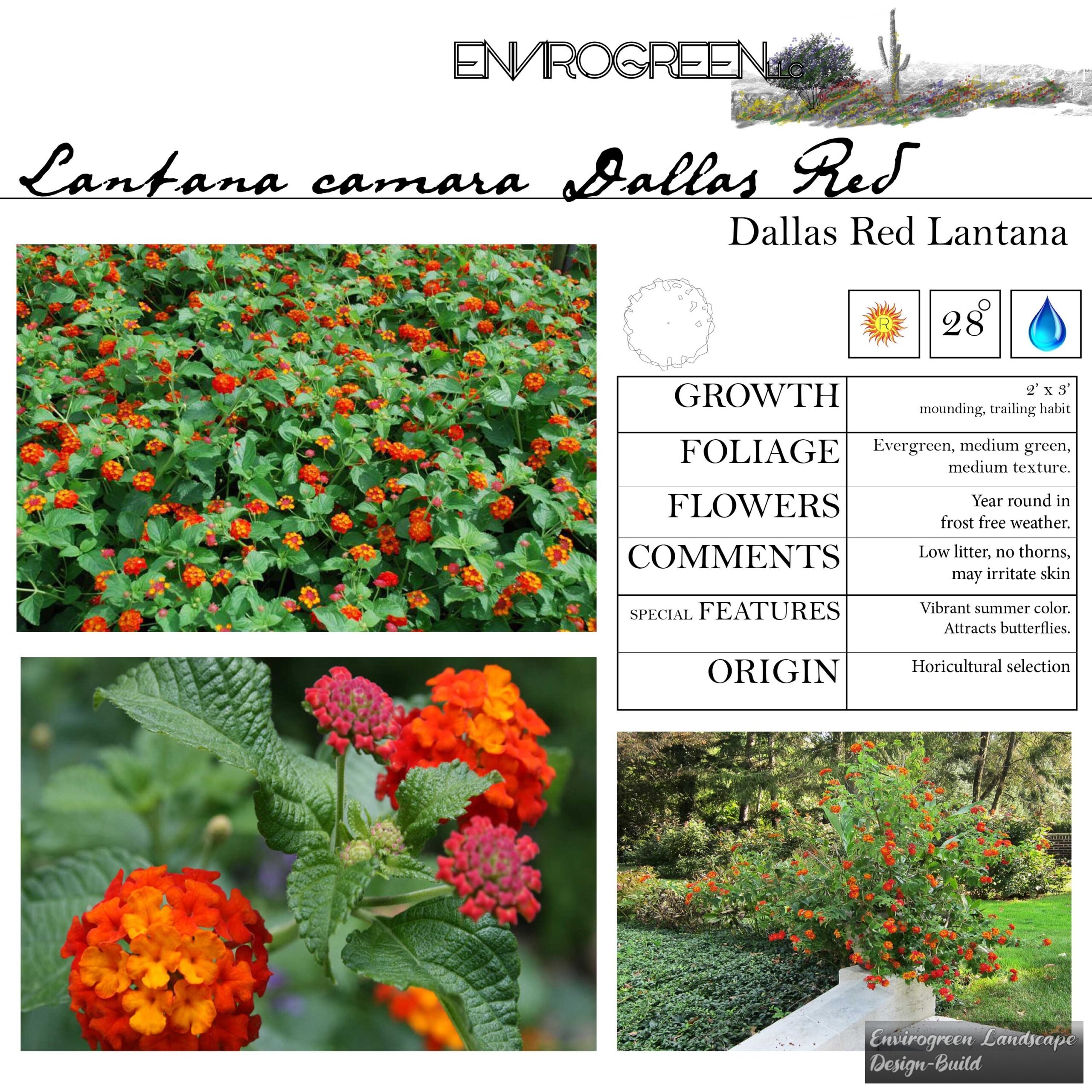 Lantana x Dallas Red