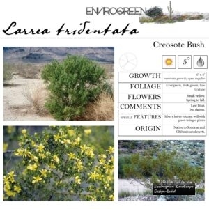 Larrea-tridentata-Creosote-Bush-scaled-1.jpg