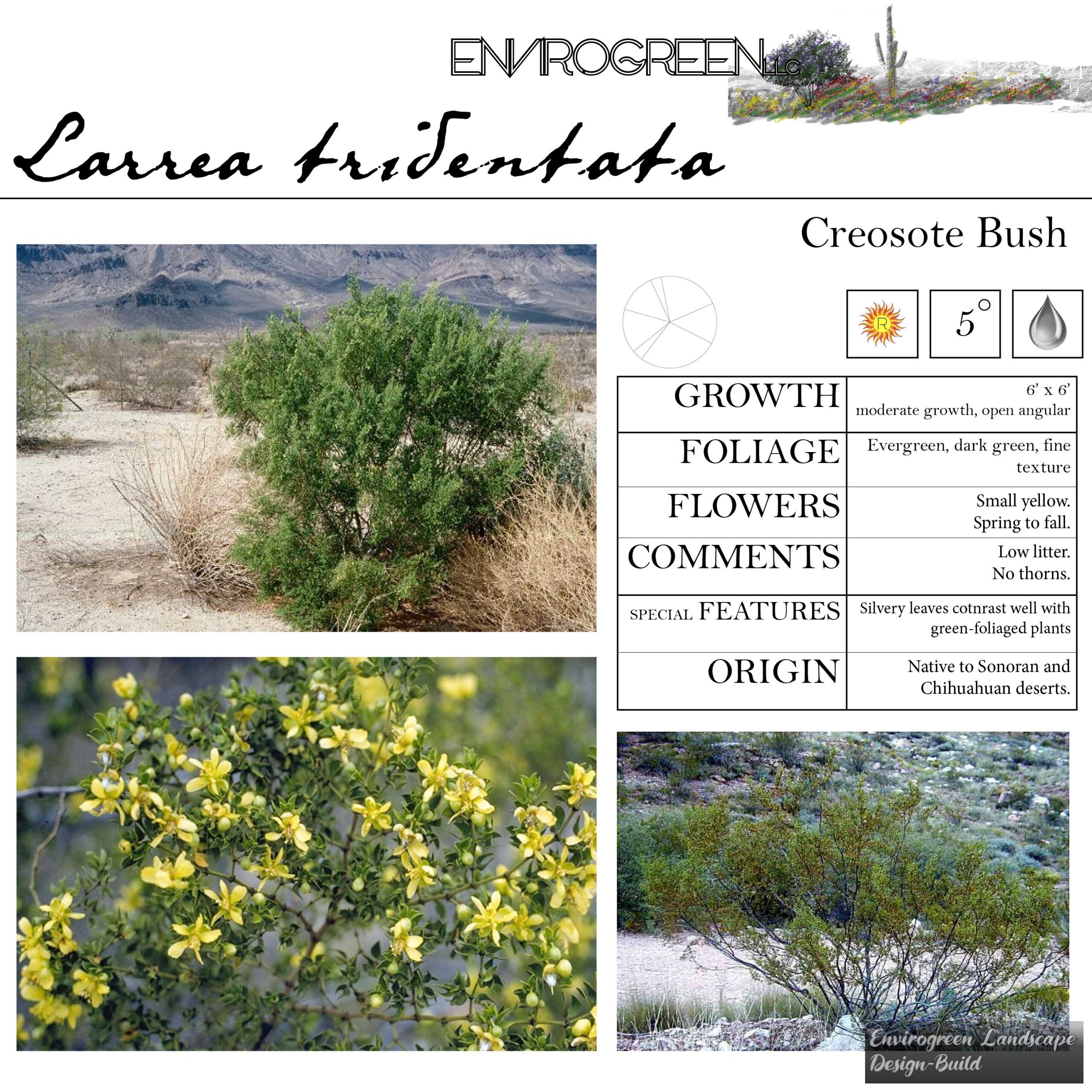 Larrea tridentata