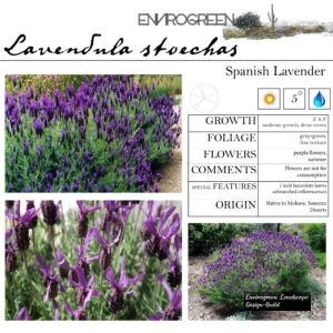 Lavendula-stoechas-Spanish-Lavender-scaled-1.jpg